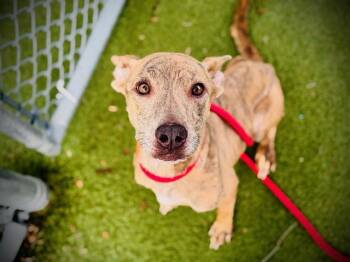 Pit Bull Terrier Dogs Available for Adoption in Orlando, Florida - LADY | PetCurious