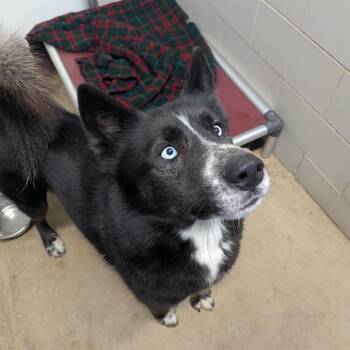 Harald -  Mixed Breed Dog for Adoption in Walker, Michigan - Harald | PetCurious