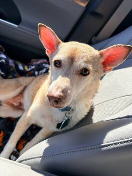 Chihuahua Dogs Available for Adoption in New London, Wisconsin - Napoleon | PetCurious