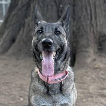 Piper -  German Shepherd Dog Dog for Adoption in Troutdale, Oregon - Piper | PetCurious