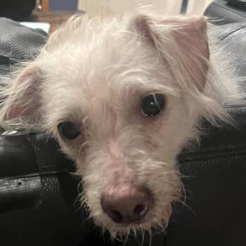 Yorkshire Terrier and West Highland White Terrier Westie Dogs Available for Adoption in Oakwood, Georgia - Pollen | PetCurious