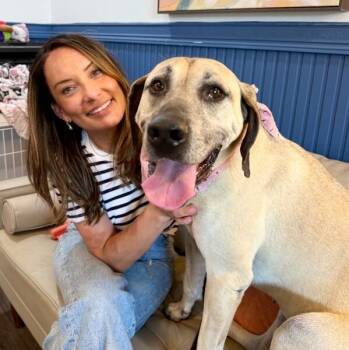 Sally Front Porch Breeze -  Anatolian Shepherd and Great Dane Dog for Adoption in Friendswood, Texas - Sally Front Porch Breeze | PetCurious