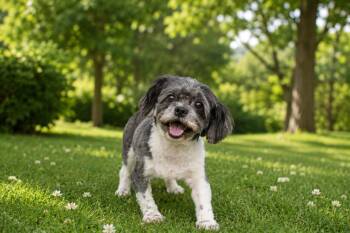Brady -  Shih Tzu Dog for Adoption in Rockville, Maryland - Brady | PetCurious