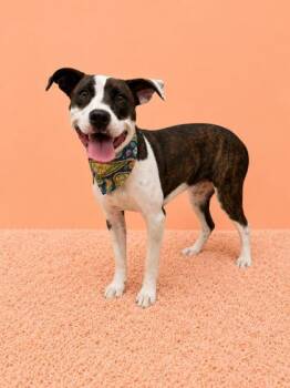 Talia -  Pit Bull Terrier and Mixed Breed Dog for Adoption in Seagoville, Texas - Talia | PetCurious