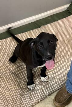 Lennox -  Labrador Retriever and Australian Shepherd Dog for Adoption in Watertown, Connecticut - Lennox | PetCurious