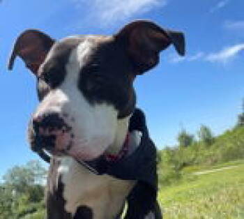 Rescue Pit Bull Terrier Dogs for Adoption in Oskaloosa, Iowa - Hayes | PetCurious
