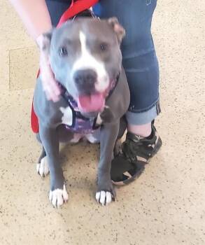 NOEL -  Pit Bull Terrier and Mixed Breed Dog for Adoption in St. Louis, Missouri - NOEL | PetCurious