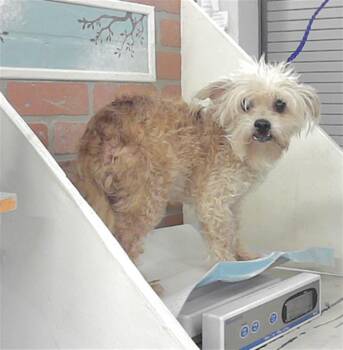 Poodle and Chihuahua Dogs Available for Adoption - TUTU | PetCurious