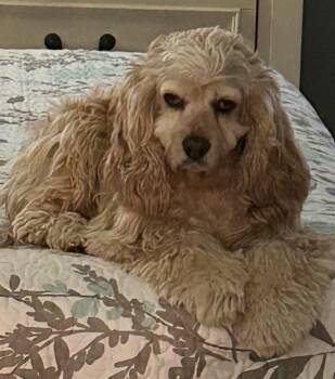 Cocker Spaniel Dogs Available for Adoption - HONEY N 26034 | PetCurious