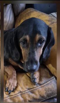 Bear -  Basset Hound Dog for Adoption in Paoli, Indiana - Bear | PetCurious
