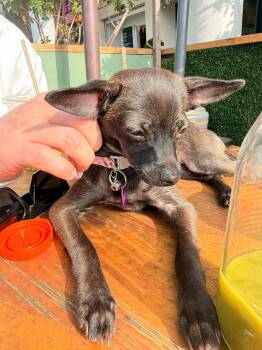 Rescue Chihuahua Dogs for Adoption in West Hollywood, California - Ashley | PetCurious