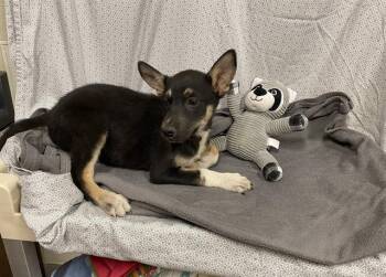 German Shepherd Dog and Siberian Husky Dogs Available for Adoption in Modesto, California - A610263 | PetCurious