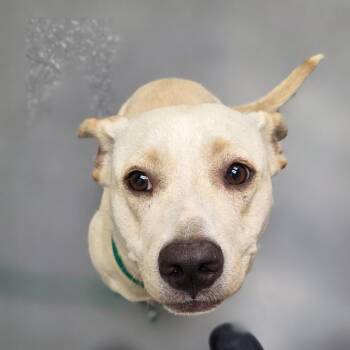 Sunshine -  Labrador Retriever and Mixed Breed Dog for Adoption in Sherwood, Arkansas - Sunshine | PetCurious