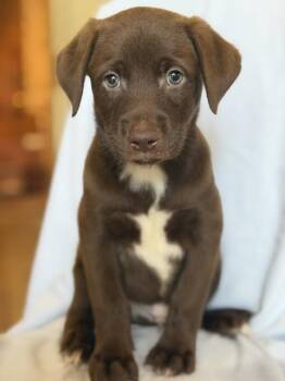 Pele -  Chocolate Labrador Retriever Dog for Adoption in Monticello, Minnesota - Pele | PetCurious
