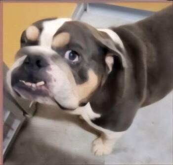 Sophie Grace -  English Bulldog Dog for Adoption in Hillside, Illinois - Sophie Grace | PetCurious