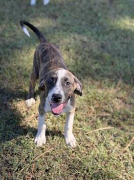 Nugene -  Pit Bull Terrier Dog for Adoption in Pembroke, Massachusetts - Nugene | PetCurious