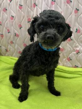 Poodle Dogs Available for Adoption in Pacolet, South Carolina - Conan Mar 26 | PetCurious