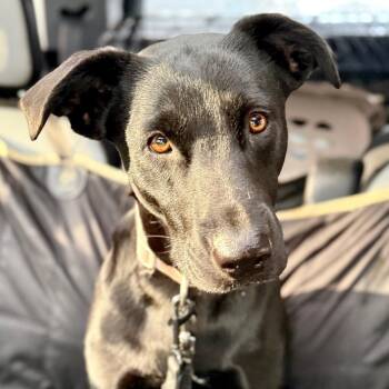 Chesapeake Bay Retriever and German Shepherd Dog Dogs Available for Adoption - Minnie | PetCurious