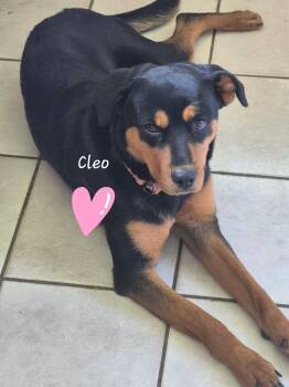 Cleo -  Rottweiler Dog for Adoption in Homer Glen, Illinois - Cleo | PetCurious