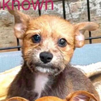 Ruffles -  Chihuahua and Yorkshire Terrier Dog for Adoption in Baton Rouge, Louisiana - Ruffles | PetCurious