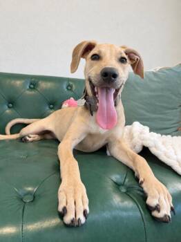 Chai Extra Cinnamon -  Labrador Retriever and Pointer Dog for Adoption in Friendswood, Texas - Chai Extra Cinnamon | PetCurious