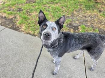 PEPPER -  Australian Cattle Dog Blue Heeler Dog for Adoption in Antioch, California - PEPPER | PetCurious