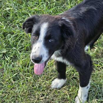 Rescue Border Collie Dogs for Adoption in Baldwin, Wisconsin - Rocket | PetCurious