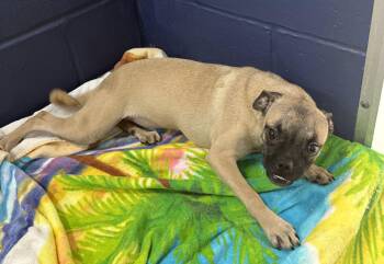 Chihuahua and Pug Dogs Available for Adoption in Sterling, Massachusetts - Pixel 5 Months Female AVAILABLE 4/29 | PetCurious