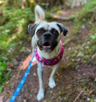 Mocha Latte -  Pug Dog for Adoption in Eugene, Oregon - Mocha Latte | PetCurious