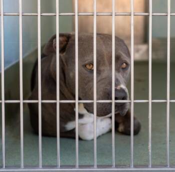 Pit Bull Terrier Dogs Available for Adoption - JUNO | PetCurious