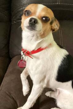 Louis -  Chihuahua and Jack Russell Terrier Dog Available for Adoption in Chertsey, Quebec - Louis | PetCurious