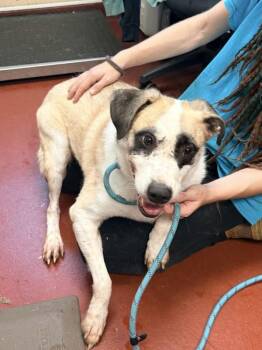 Maddox -  Shepherd Dog for Adoption in Salisbury, Maryland - Maddox | PetCurious