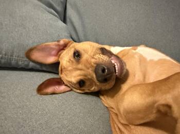Waffles -  Black Mouth Cur and American Staffordshire Terrier Dog for Adoption in Mobile, Alabama - Waffles | PetCurious