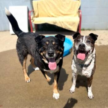 Buddy -  Mixed Breed Dog for Adoption in Olean, New York - Buddy | PetCurious