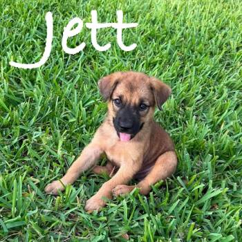 Jett -  Golden Retriever and German Shepherd Dog Dog for Adoption in Plainfield, Connecticut - Jett | PetCurious