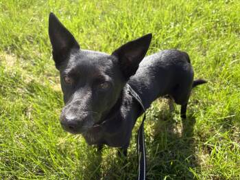 Maya -  Mixed Breed Dog for Adoption in Riverdale, Iowa - Maya | PetCurious