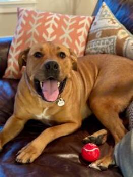 Rescue Boxer Dogs for Adoption in Stone Mountain, Georgia - Halsa | PetCurious