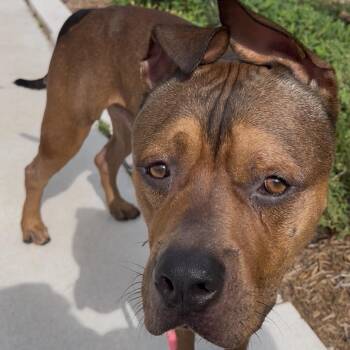 Rocky 2 -  Terrier Dog for Adoption in Tampa, Florida - Rocky 2 | PetCurious