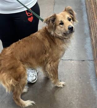 SHEEBA MAY -  Mixed Breed Dog for Adoption in Dallas, Texas - SHEEBA MAY | PetCurious