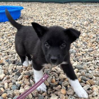 Swedish Fish -  Shepherd and Mixed Breed Dog for Adoption in Clavet, Saskatchewan - Swedish Fish | PetCurious