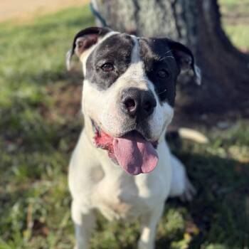 American Bully Dogs Available for Adoption in Columbia, South Carolina - Manford | PetCurious