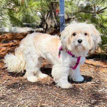 Havanese and Mixed Breed Dogs Available for Adoption - Alice | PetCurious