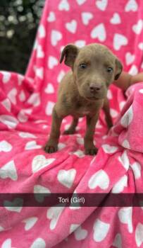 Tori -  Labrador Retriever Dog for Adoption in Merrillville, Indiana - Tori | PetCurious