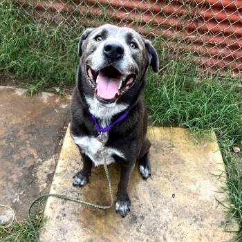 Rescue Blue Lacy Dogs for Adoption in Austin, Texas - Thayer | PetCurious