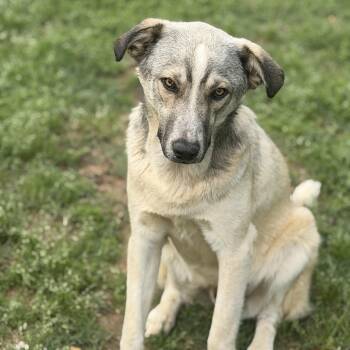 Anatolian Shepherd and Australian Shepherd Dogs Available for Adoption - Buddy (200.00 Adoption Fee) | PetCurious