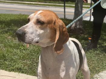 Wyatt -  Beagle and Treeing Walker Coonhound Dog for Adoption in Sanford, Florida - Wyatt | PetCurious