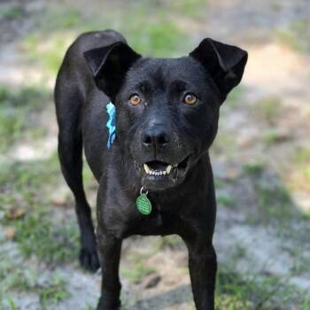 Senora -  Mixed Breed Dog for Adoption in Columbia, South Carolina - Senora | PetCurious