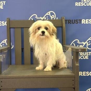 BRODI -  Maltese and Mixed Breed Dog for Adoption in Waterford, New Jersey - BRODI | PetCurious