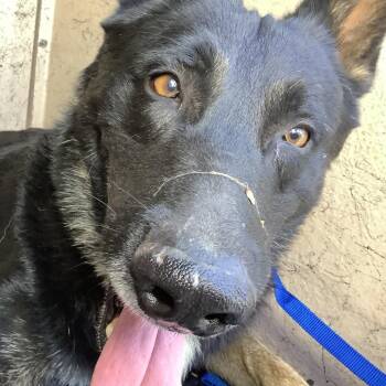 IVHS-Stray-143843 -  German Shepherd Dog Dog for Adoption in San Gabriel, California - IVHS-Stray-143843 | PetCurious