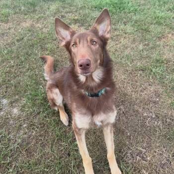 German Shepherd Dog Dogs Available for Adoption in Parrish, Florida - Jolene | PetCurious